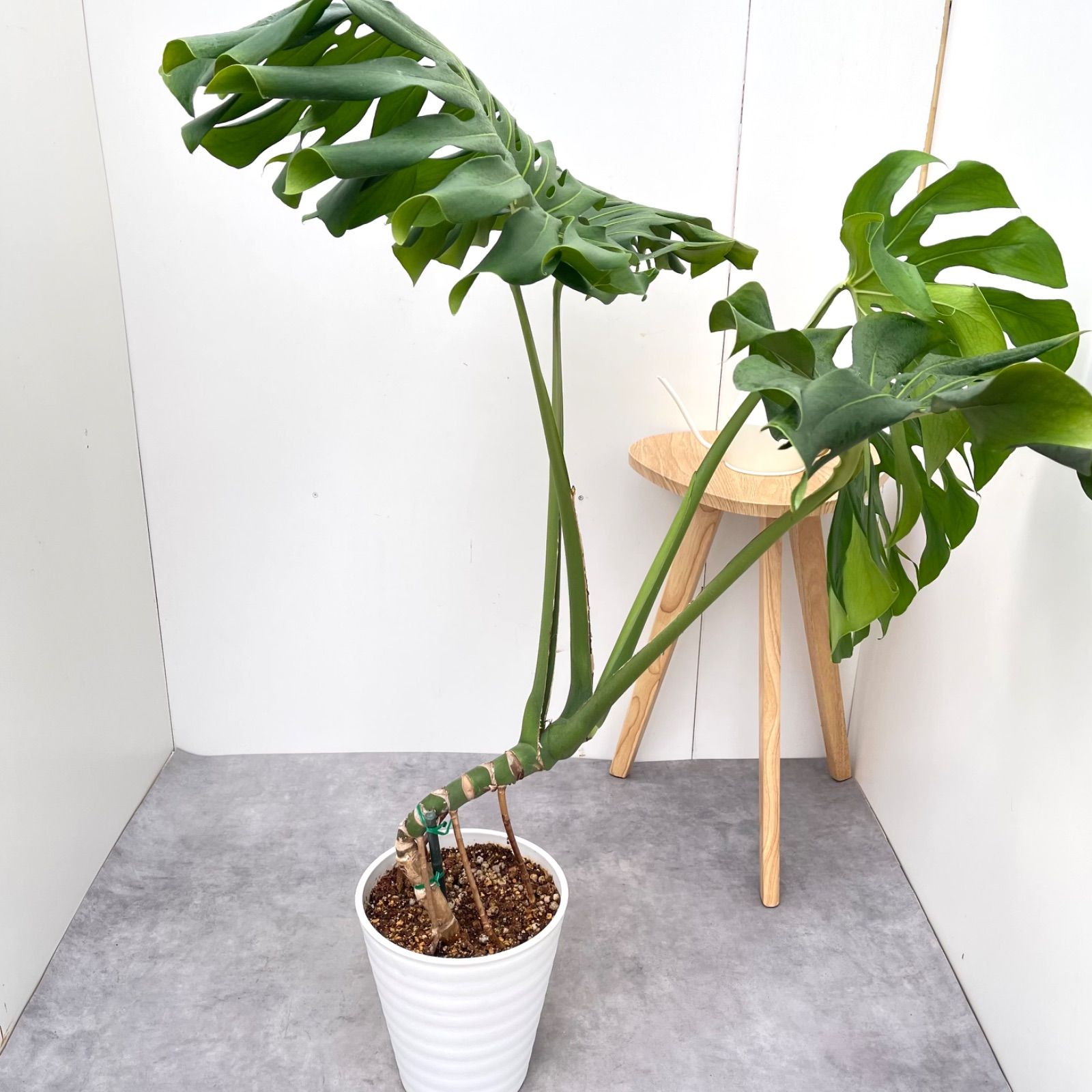 モンステラ デリシオサ 14【現品】観葉植物 幹上がり 室内 大型