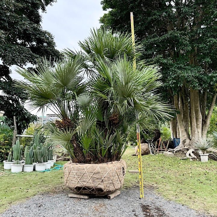 良樹形】 チャメロプス チャメロップス - メルカリ