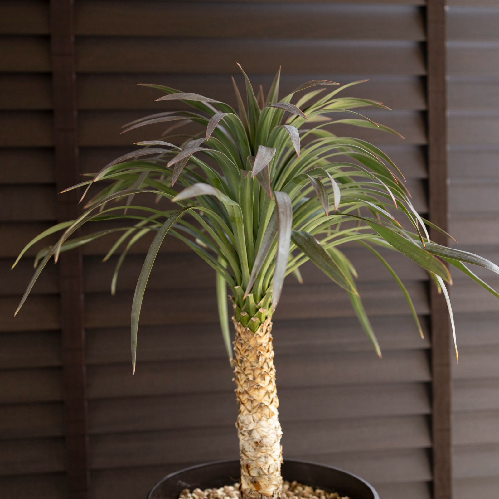 「かわいい～！」 ユッカ デスメティアーナ 7号 Yucca Desmetiana ヤシ 幹立ち ユッカ