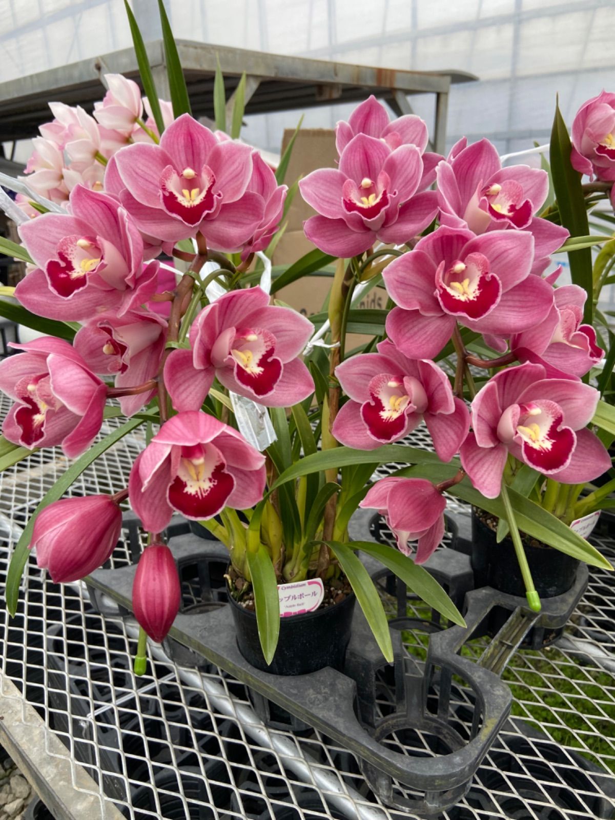 ☆シンビジューム☆ＣＹＭ　’アップルボール’☆アーチ型☆陶器号鉢☆2F☆ 洋ラン シンビジューム アップルボール 2本アーチタイプ15cm陶器鉢