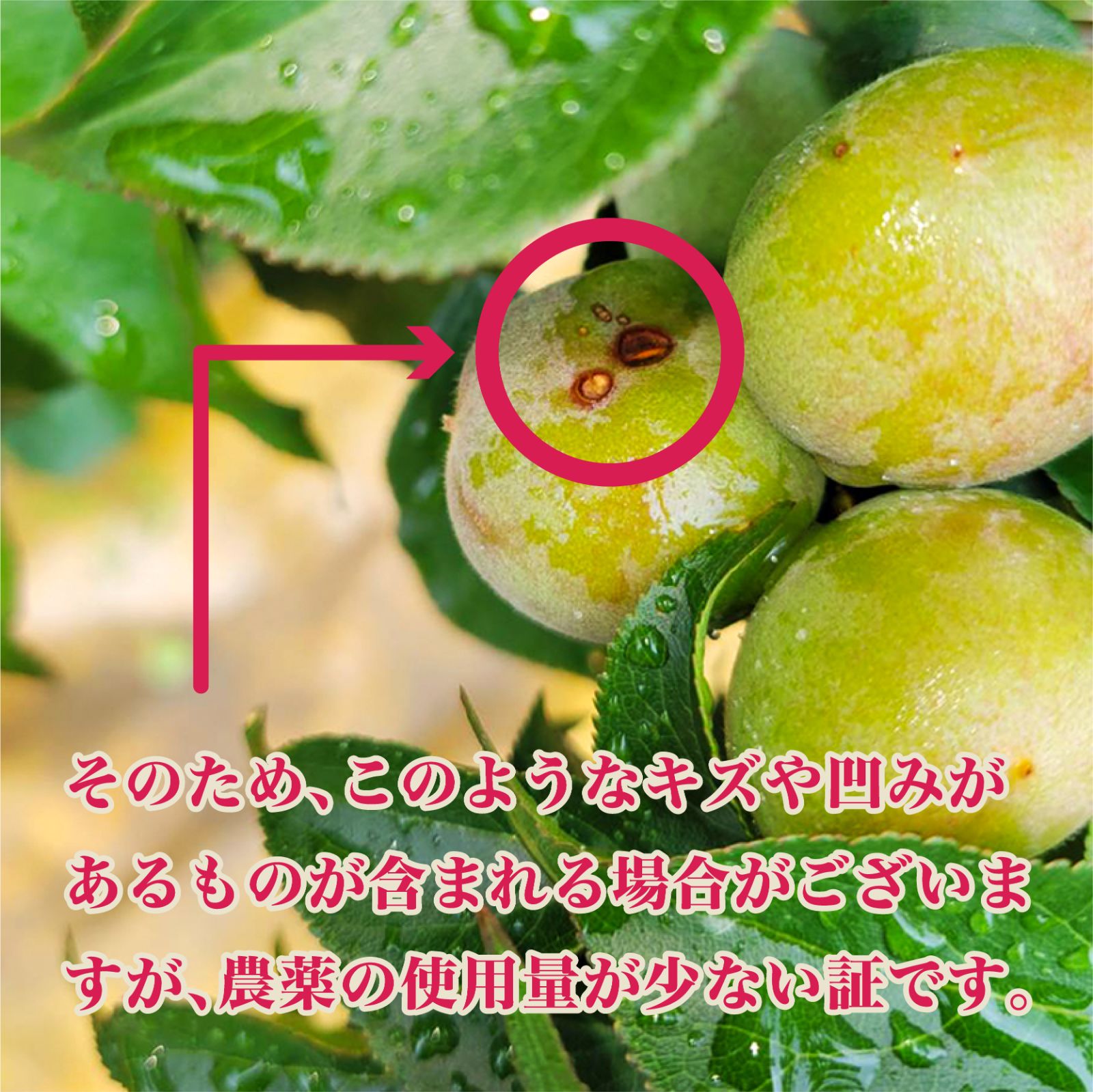 古城梅 2kg 和歌山県産 青梅 梅酒・梅ジュース用 希少種 - メルカリ