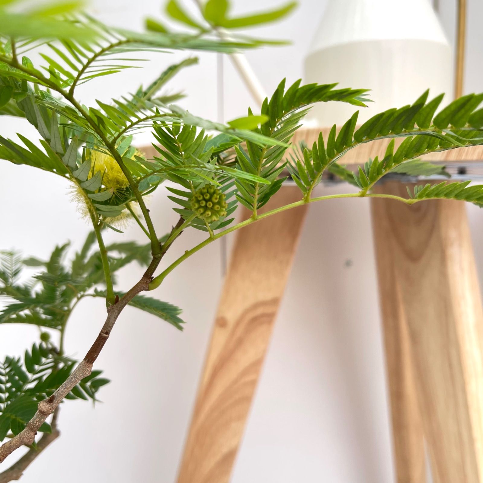 エバーフレッシュ 曲がり 10【現品】観葉植物 室内 大型 幹太 - メルカリ 