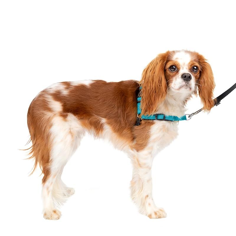 PetSafe