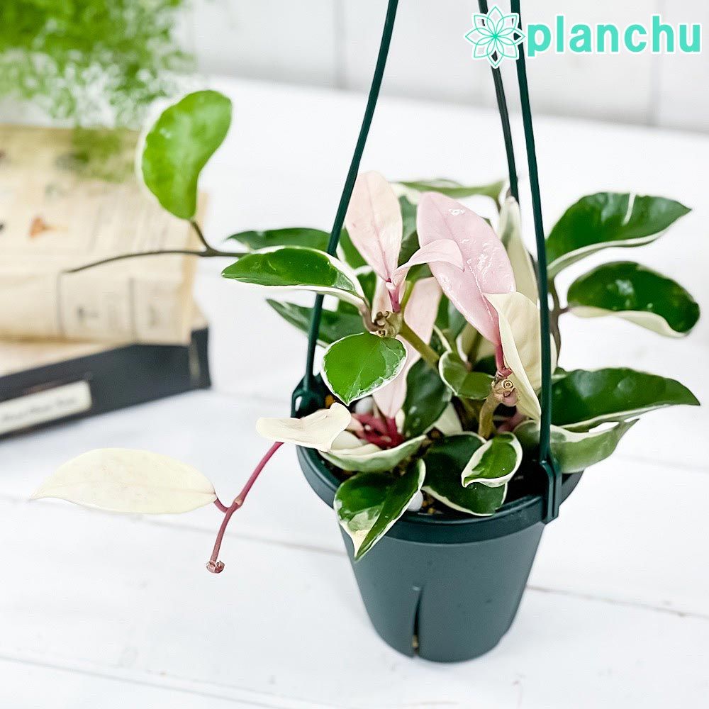 一流の品質 観葉植物 PLANCHU ホヤ 育て 4号吊り鉢 リップカラー カルノーサ その他観葉植物