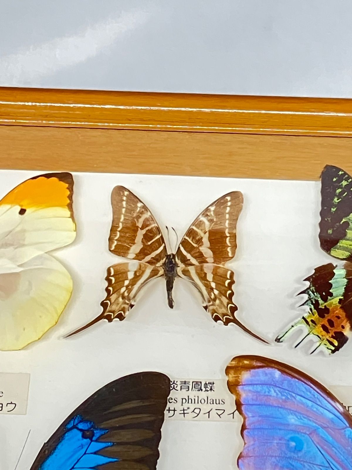 コモンアサギタイマ