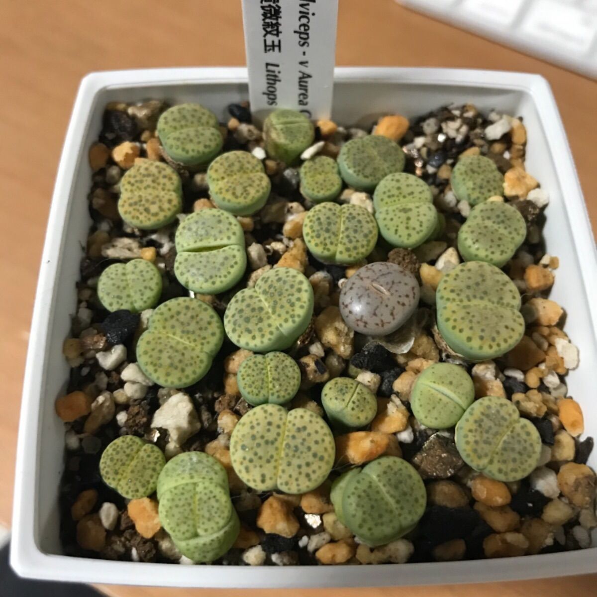 緑福来玉 多肉植物 抜き苗 リトープス
