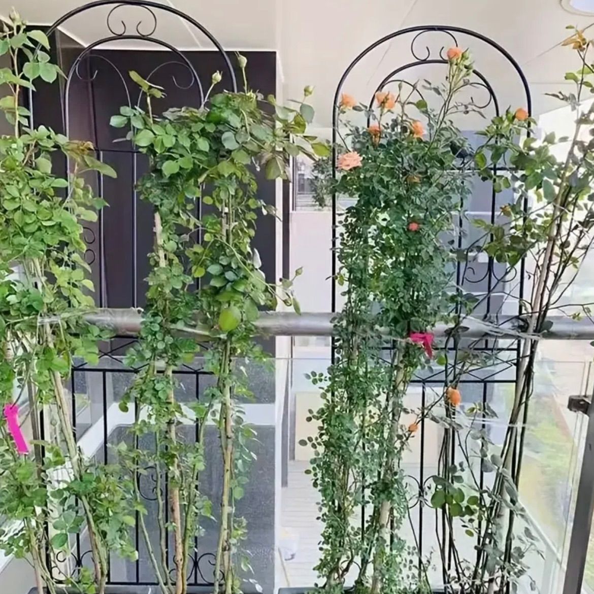 ローズクライミング植物用 花スタンドポール設計