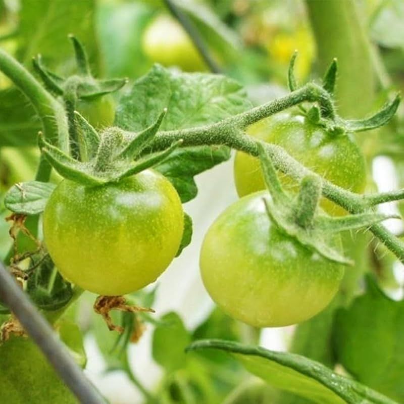 ＩＴＡＮＳＥ トマトの苗 プチぷよ グリーン 接木苗 3～3.5号 品種で選べる野菜苗 グリーン_4個