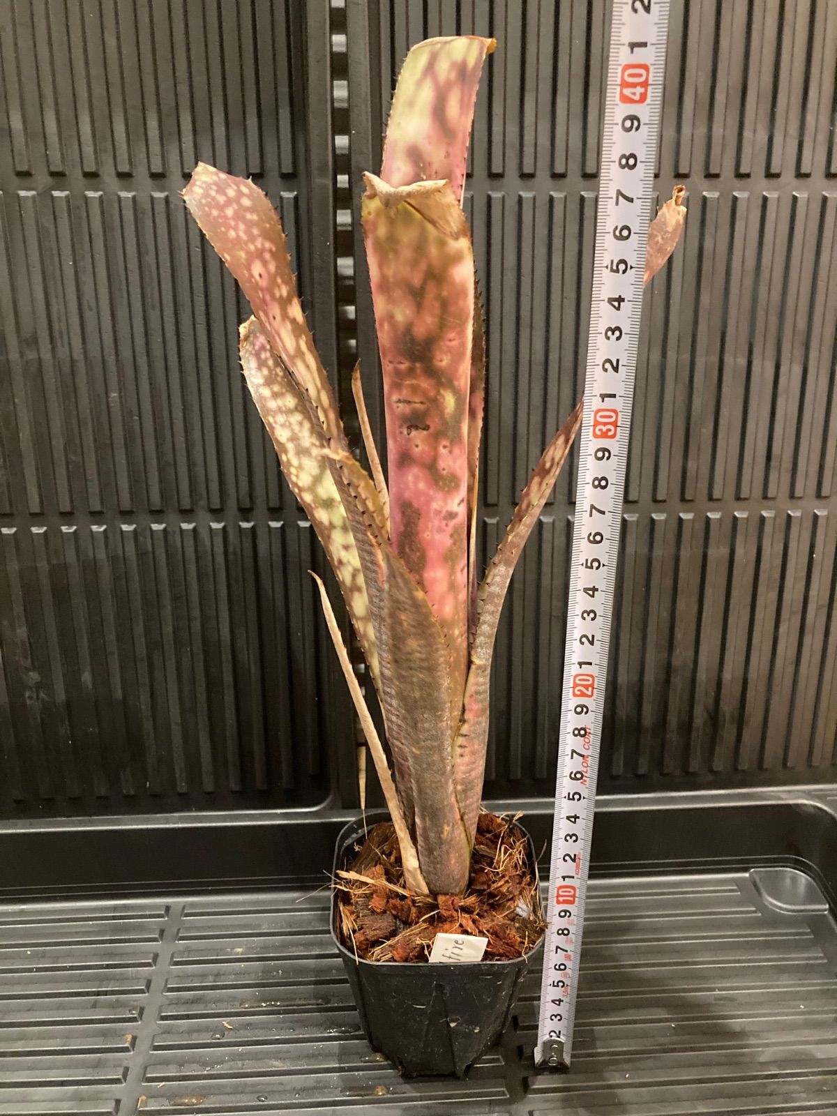 ビルベルギア Billbergia 'Fireworks' - メルカリ