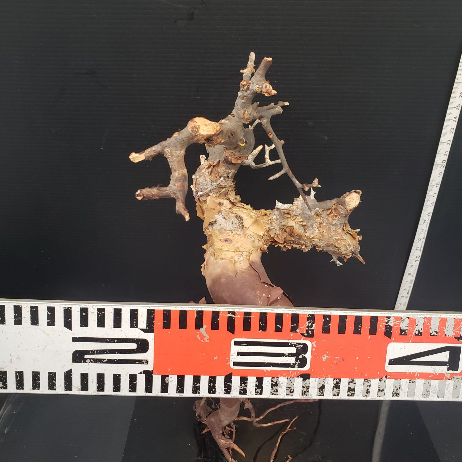 Z431 最新到着 Commiphora カタフピュア 現地球 抜き苗 灌木系 塊根植物 コミュフォラ カタフピュア