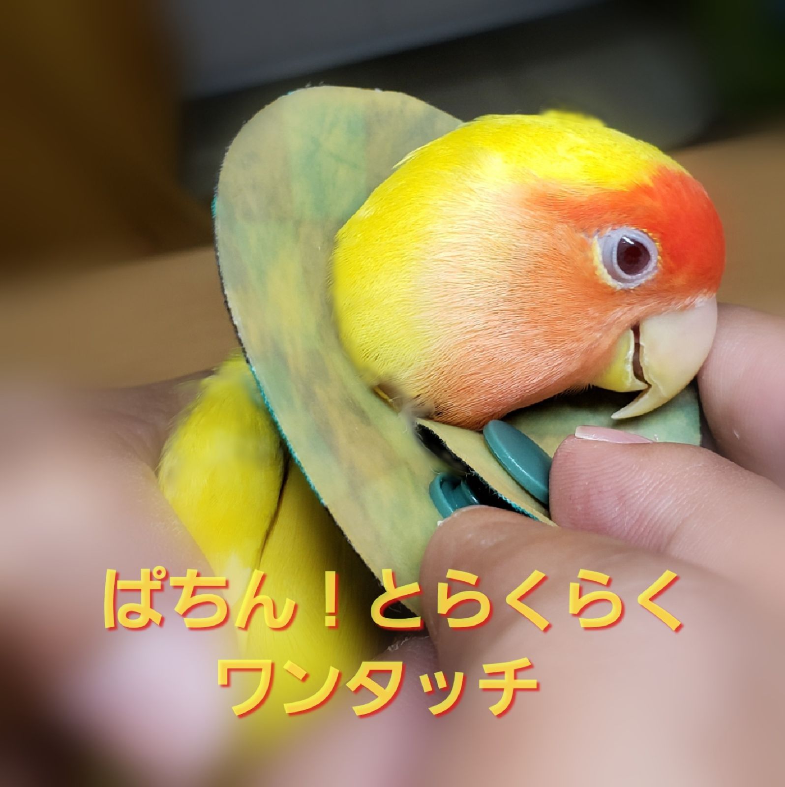 インコ エリザベスカラー(市松模様)1枚・3サイズ・4g - メルカリ