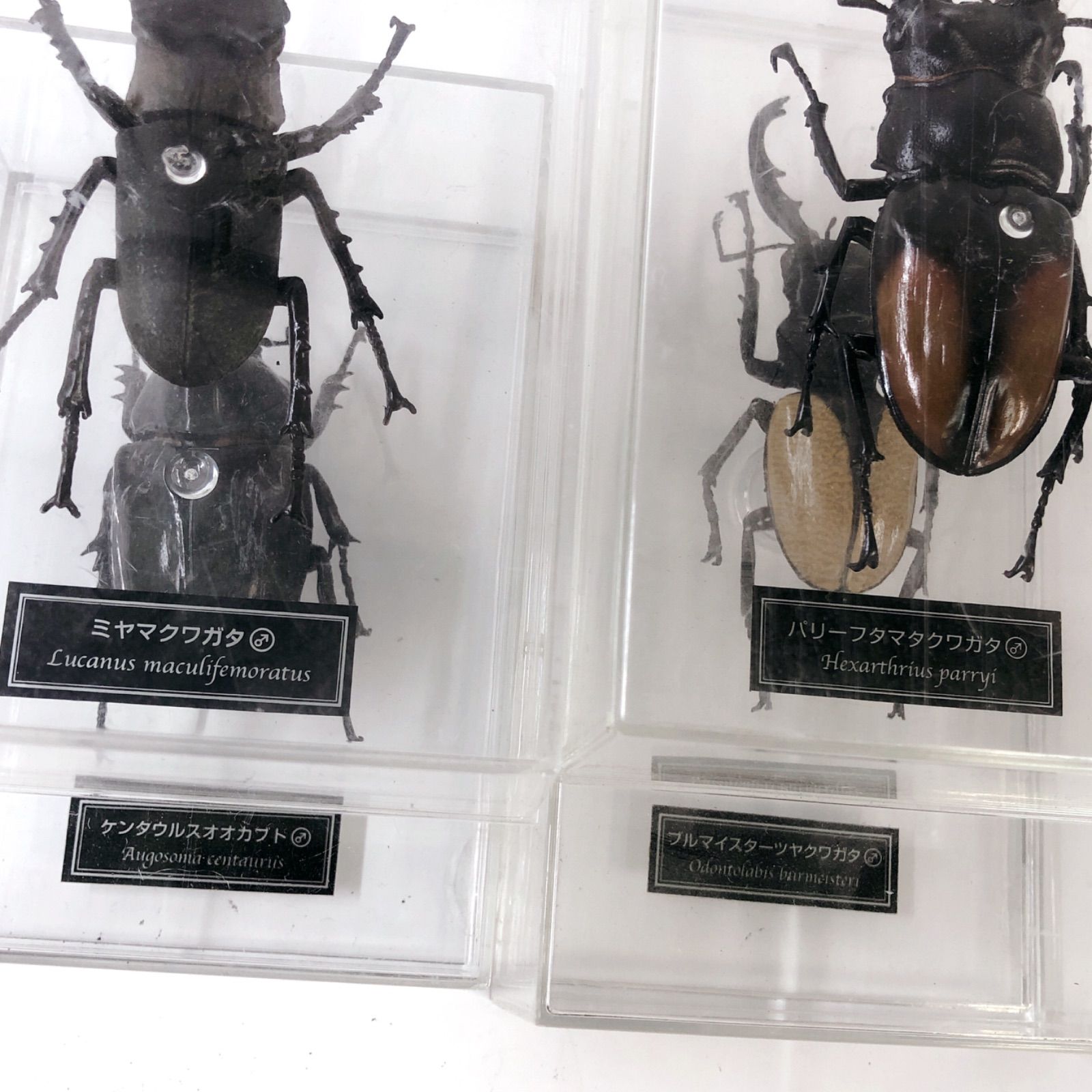 ディアゴスティーニ 世界の昆虫 12体 - メルカリ