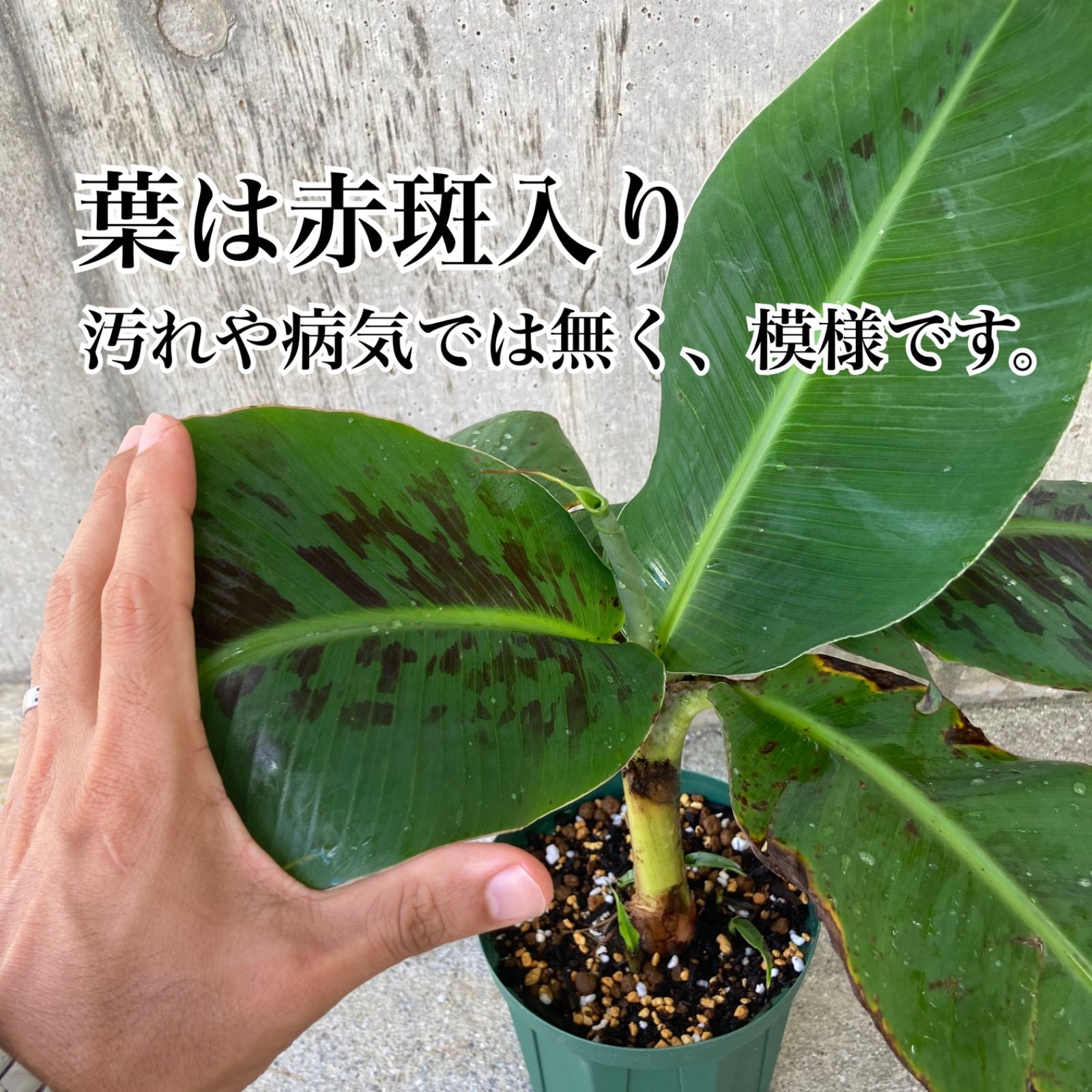 バナナ 開花苗[品種:ノバック]数量限定 フルーツ・果実