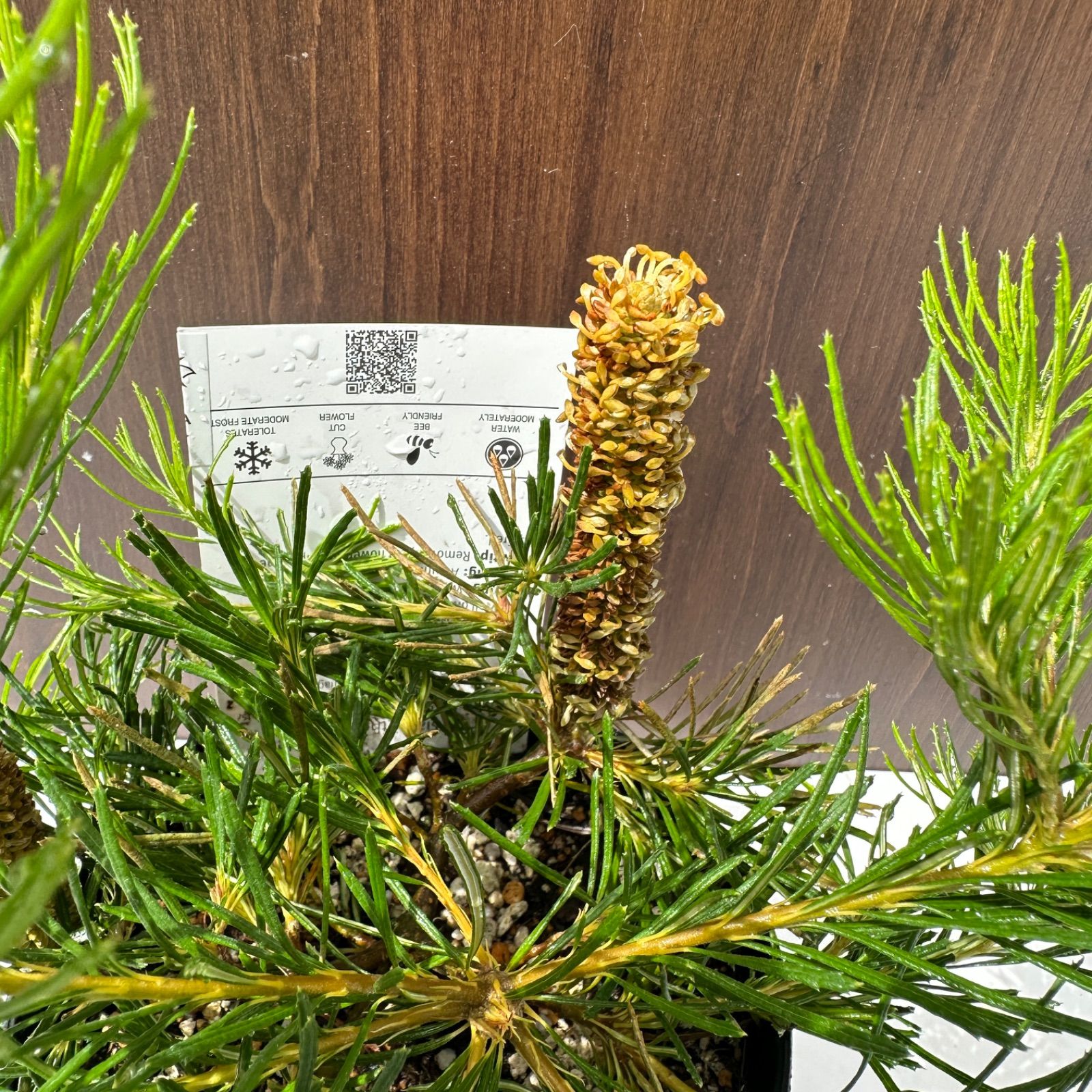 5号 花芽付き