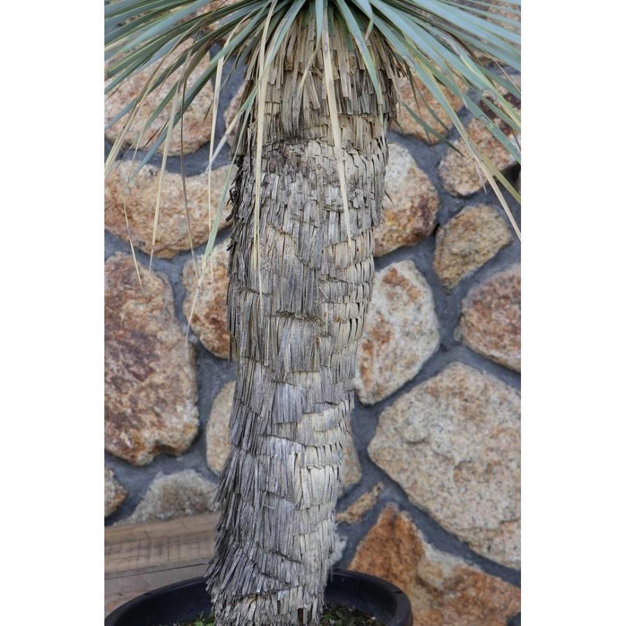 現品1点物・高さ145cm】 ユッカ ロストラータ 13号鉢 【現品NO