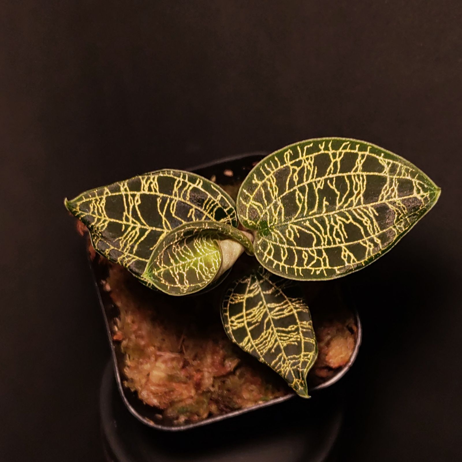 マコデス ペトラ ジュエルオーキッド - メルカリ