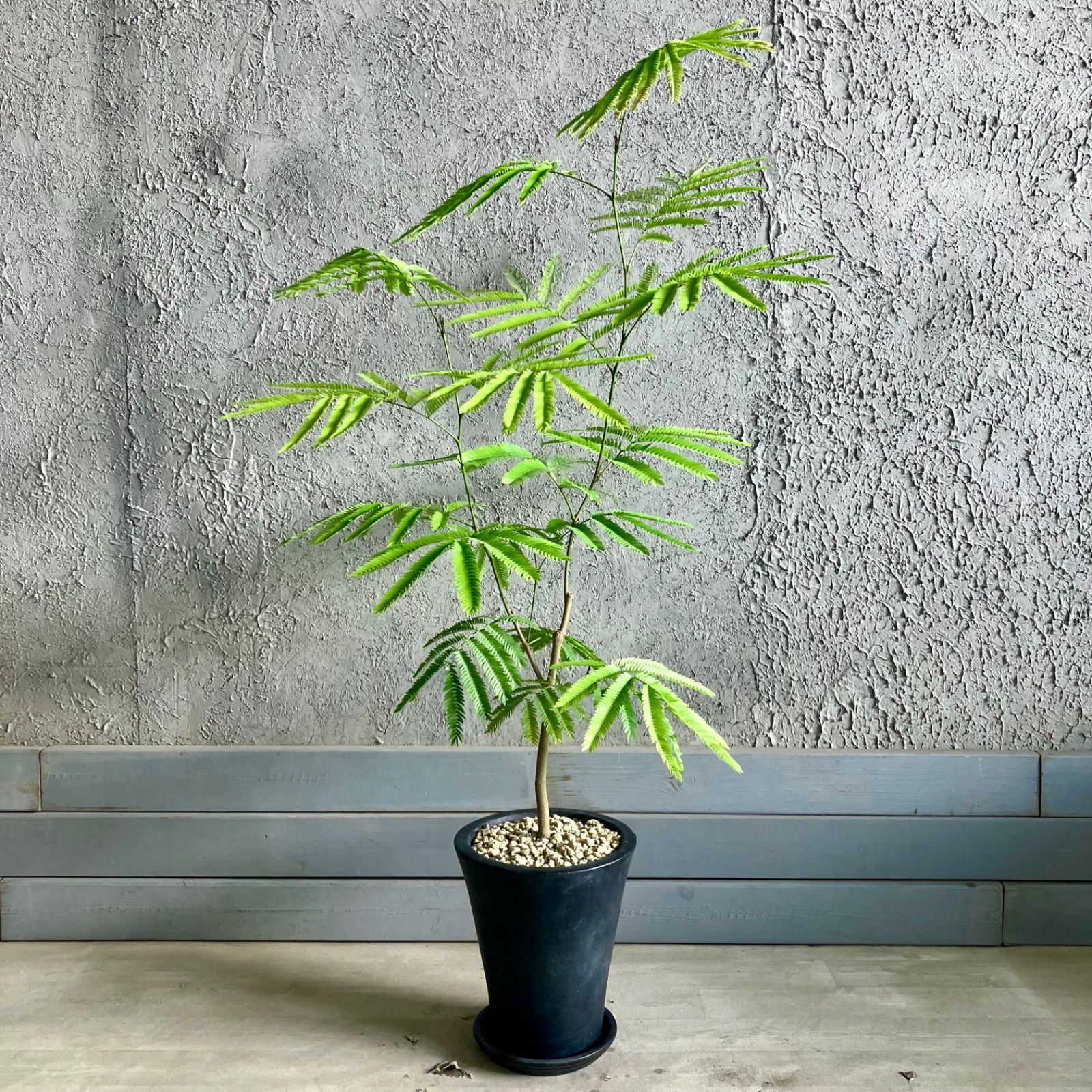 akiko 美形 大型 エバーフレッシュ S字仕立て 陶器鉢 植え込み発送