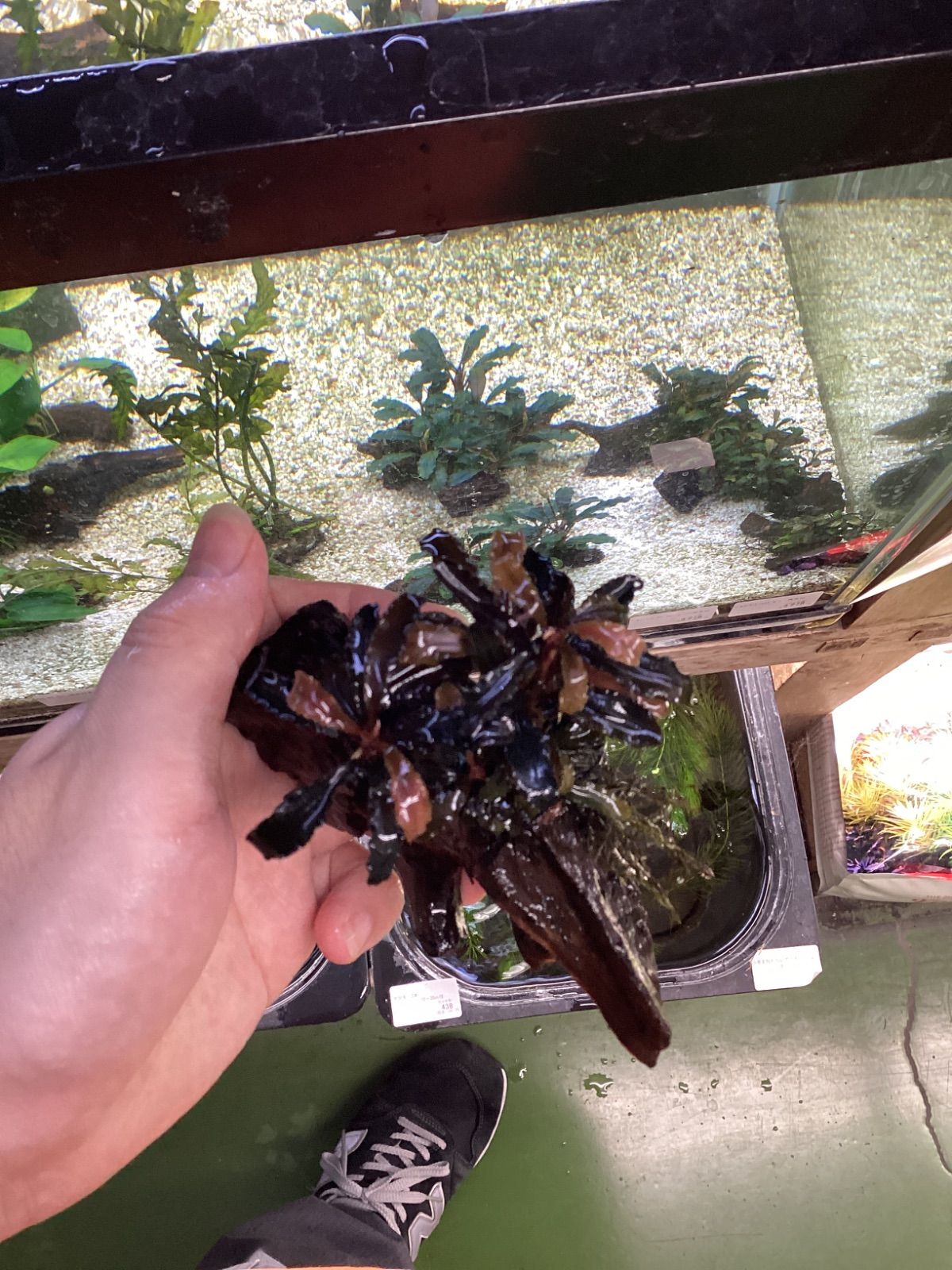 AKI様専用 Aki様専用 AKI様専用の通販 figaro（158607261） | magi