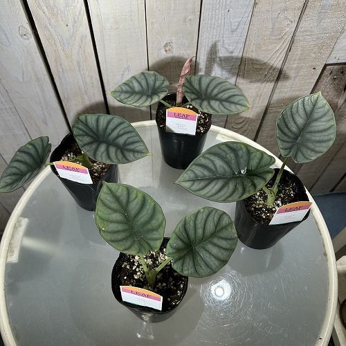 観葉植物 アロカシア インペリアリス 3号ロングポット ※多少の葉傷み