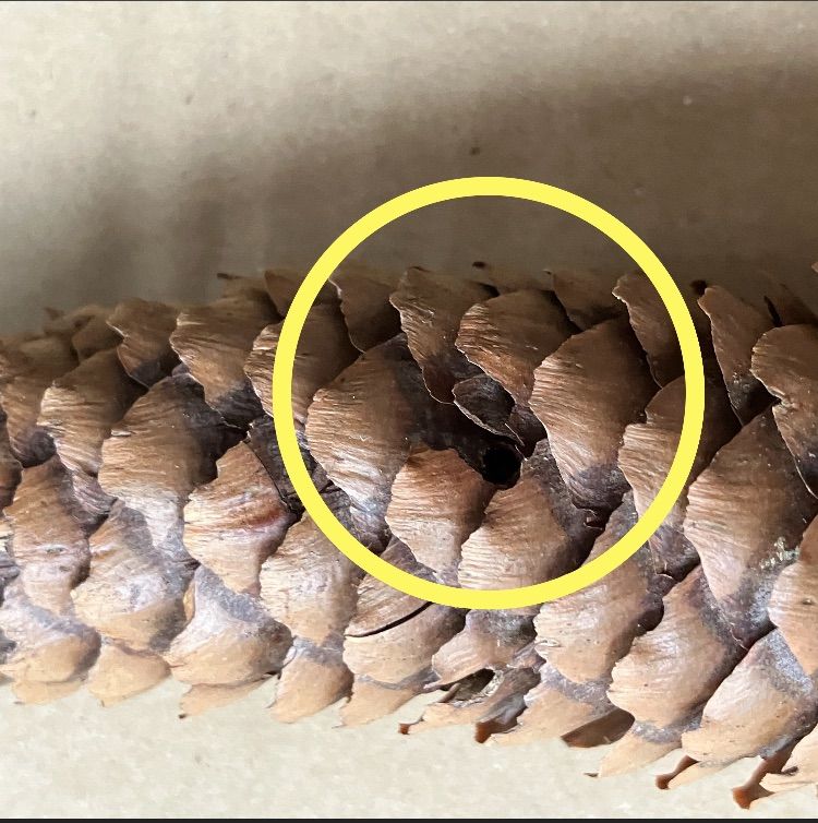 美品だけど少し訳あり 北海道産ドイツトウヒ 長い松ぼっくり 12本