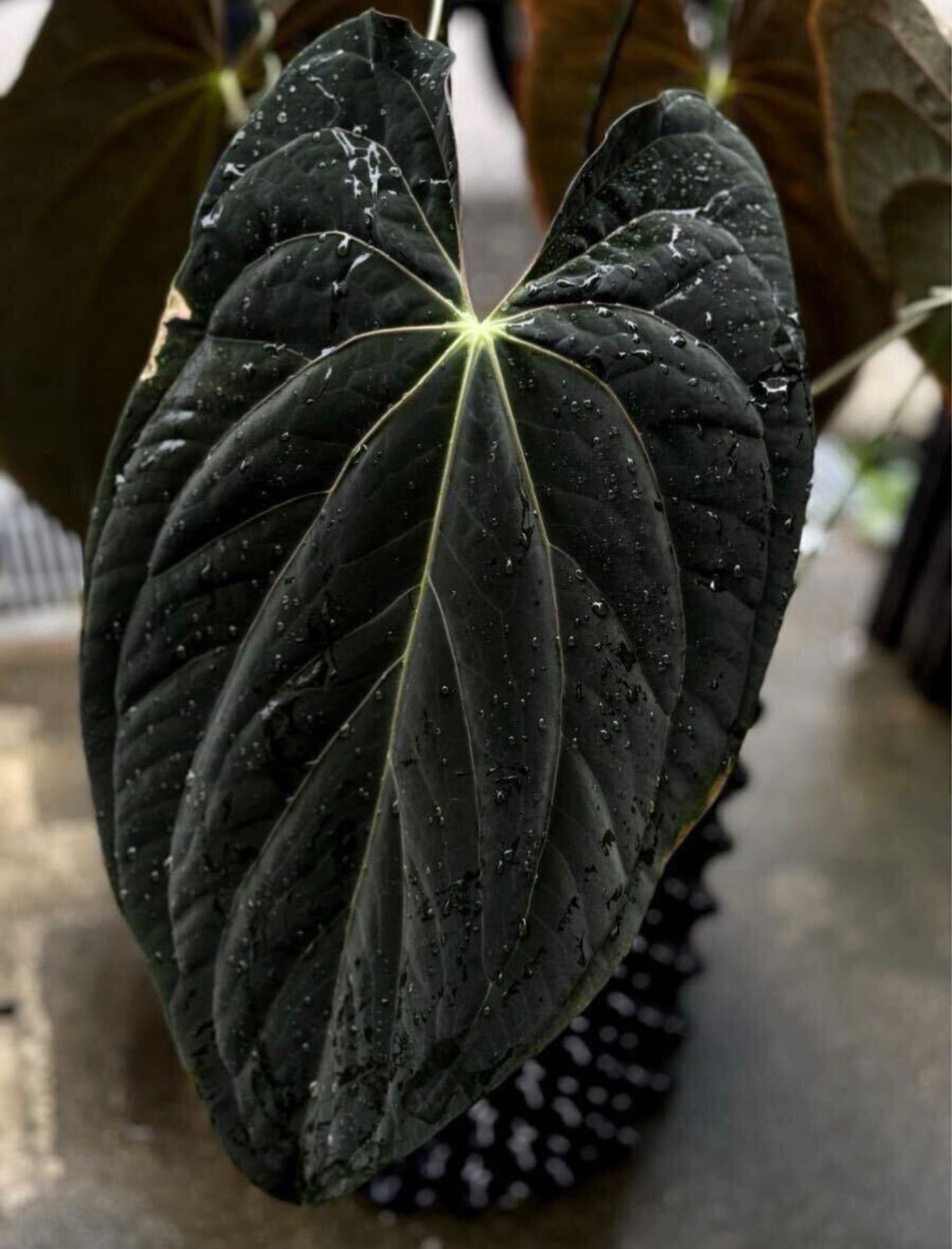 Anthuroom】Anthurium 'Galaxy' x 'RVDP' アンスリウムハイブリッド