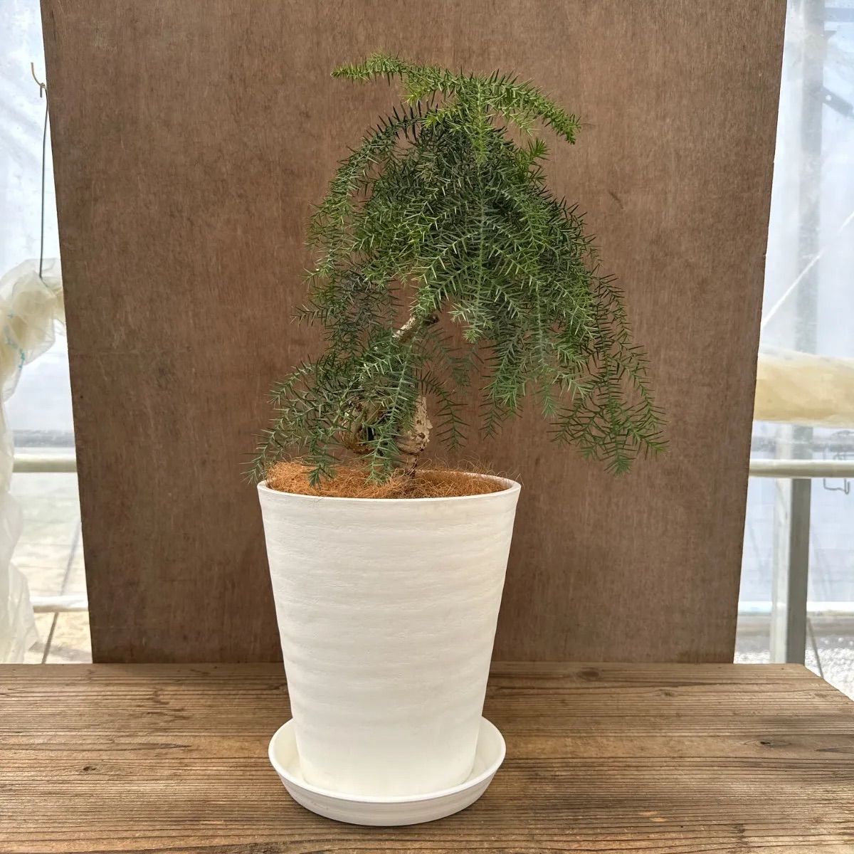 特良！アローカリア シマナンヨウスギ盆栽仕立て 観葉植物 シンボルツリー 特良！アローカリア シマナンヨウスギ盆栽仕立て 観葉植物