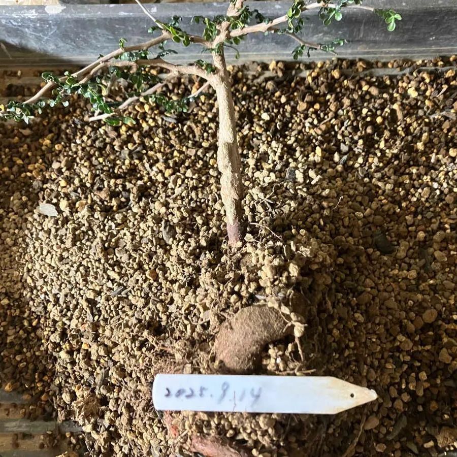 オペルクリカリア パキプス