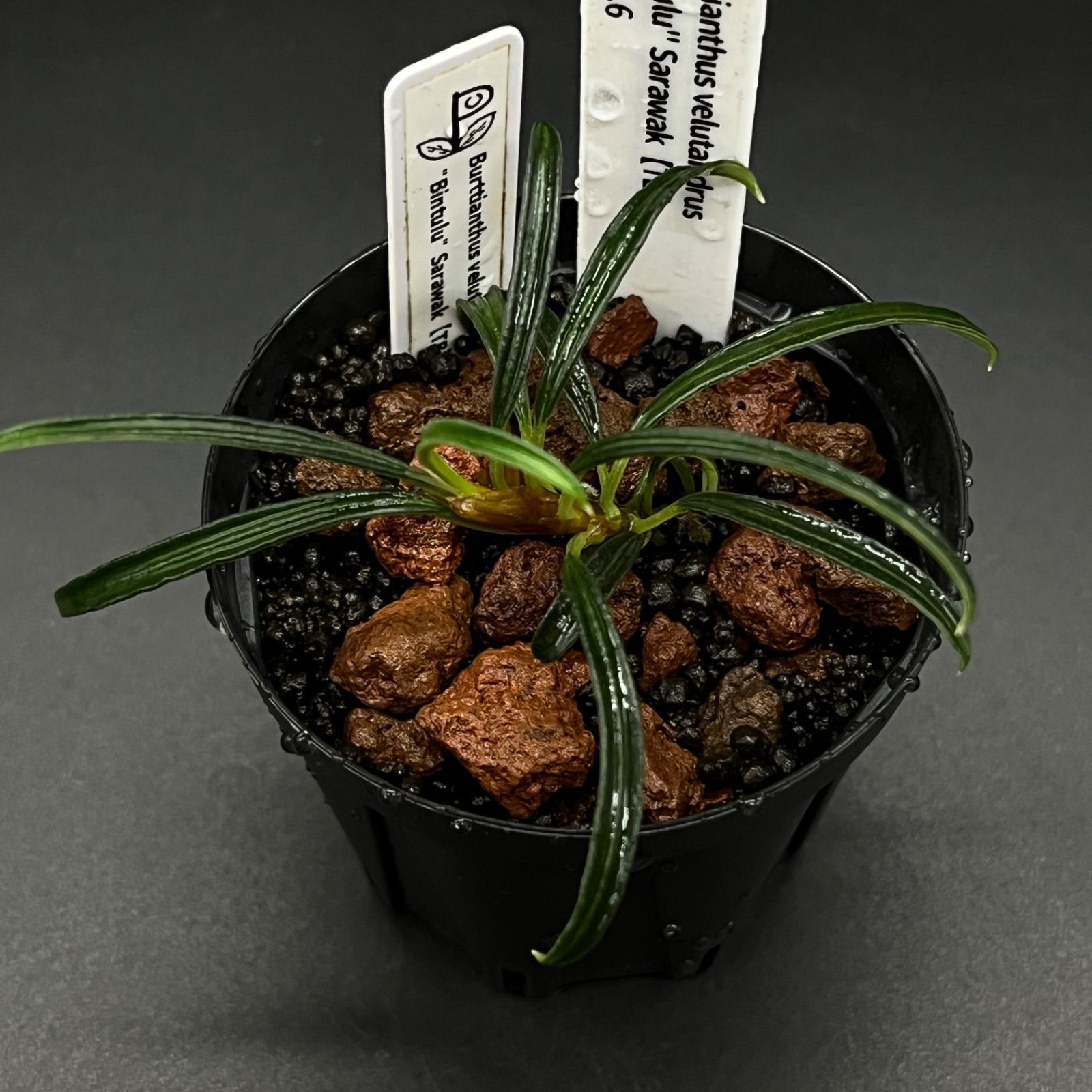 Burttianthus velutandrus Bintulu Sarawak TB