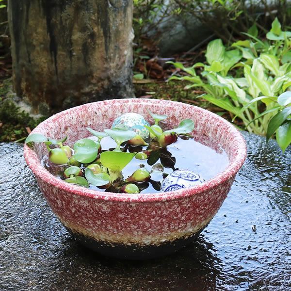 信楽焼　メダカ鉢　睡蓮鉢　水鉢　直径約50cm 信楽焼 睡蓮鉢 メダカ鉢めだか鉢 陶器 水鉢 ビオトープ 金魚鉢 信楽焼