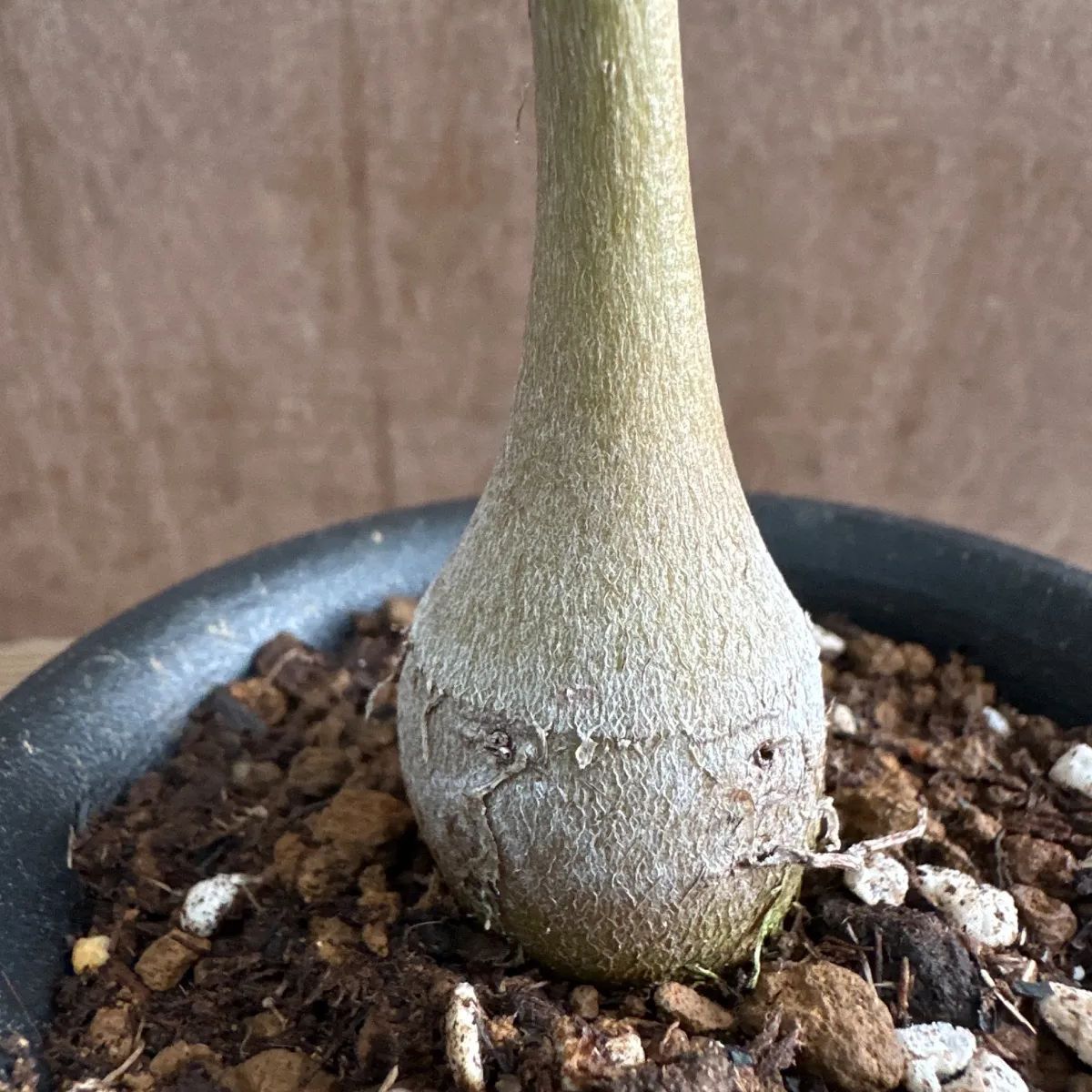バオバブ ディキタータ ④ 現品 Adansonia digitata アオイ科 バオバブ