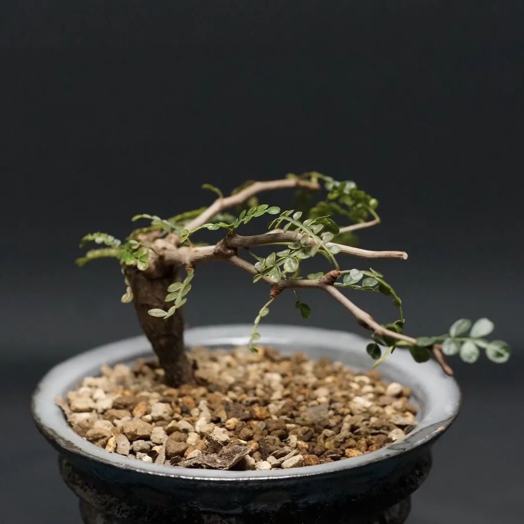 オペルクリカリア パキプス