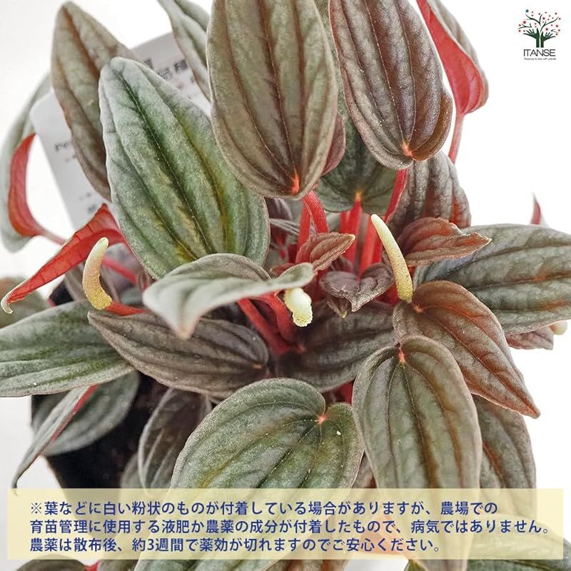 非耐寒性常緑多年草●丸みを帯びたハート形の葉が特徴で