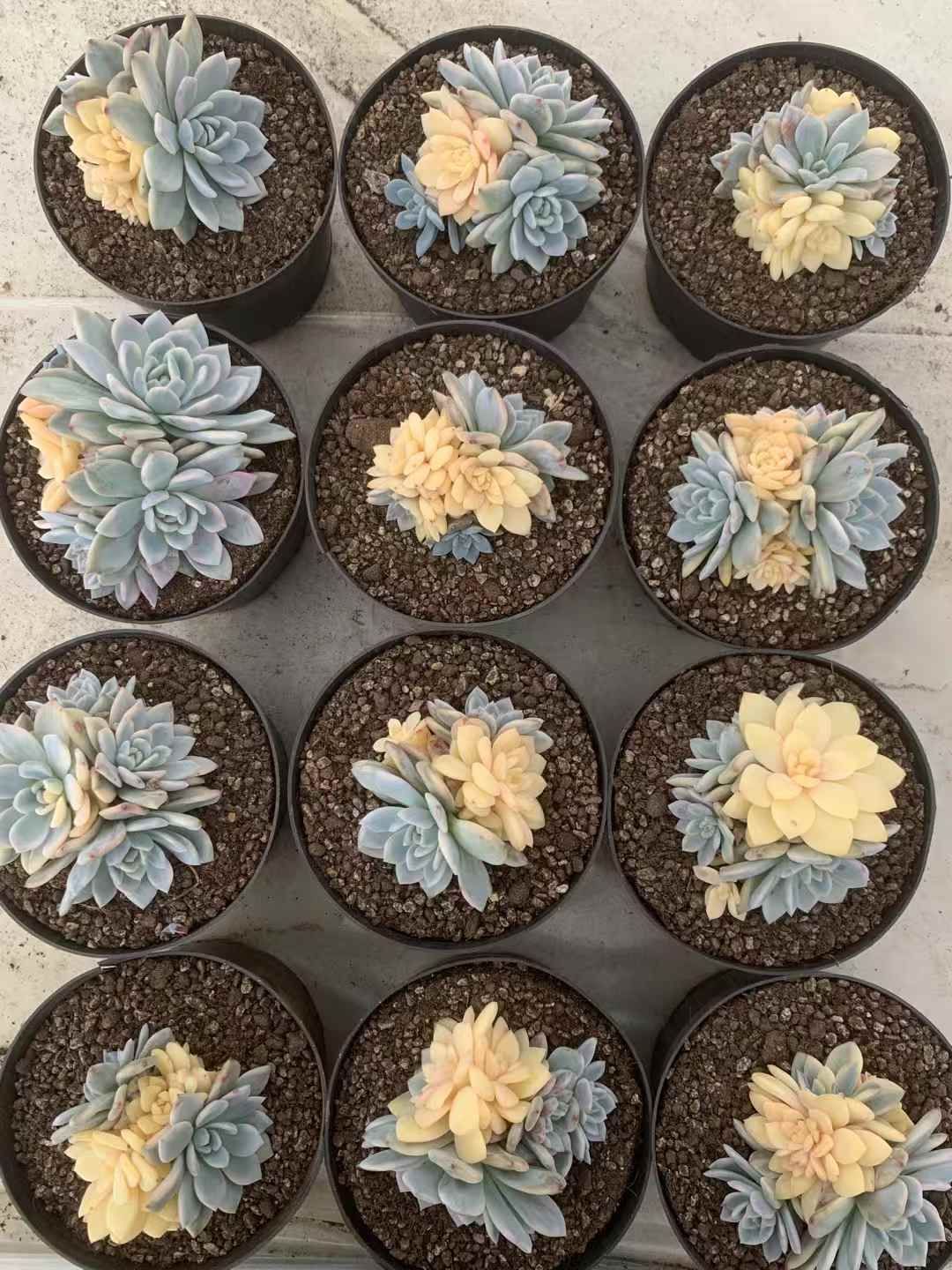 15株の抜き苗セット モンロー錦 多肉植物 佐川急便発送 エケベリア 韓国苗 LX63 YUZUMIYA_COM