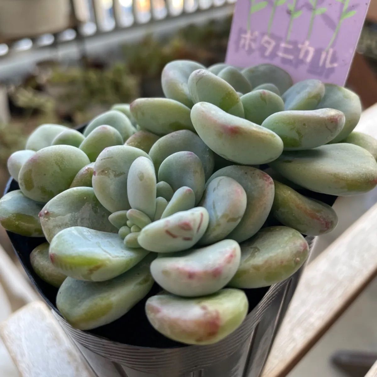 人気の福袋 新品同様 新品 未使用 オーロラブルー 札付き 多肉植物 抜き苗 植物 観葉植物 Www Awarestorebr Com Br Www Awarestorebr Com Br