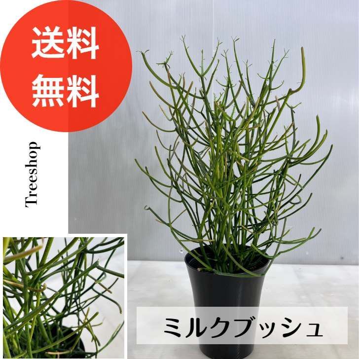 植物ミルク様 1_000000019653.jpg?1678209906