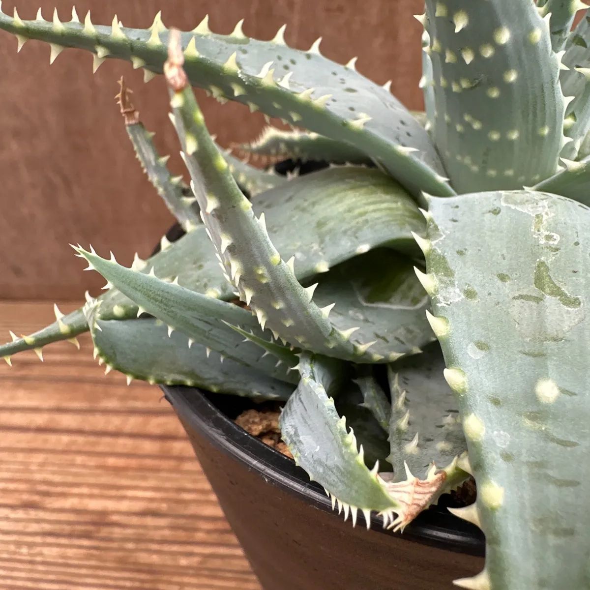 珍種 アロエ アンカラネンシス（実生苗） 珍種 アロエ アンカラネンシス（実生苗） 珍種 アロエ アンカラ