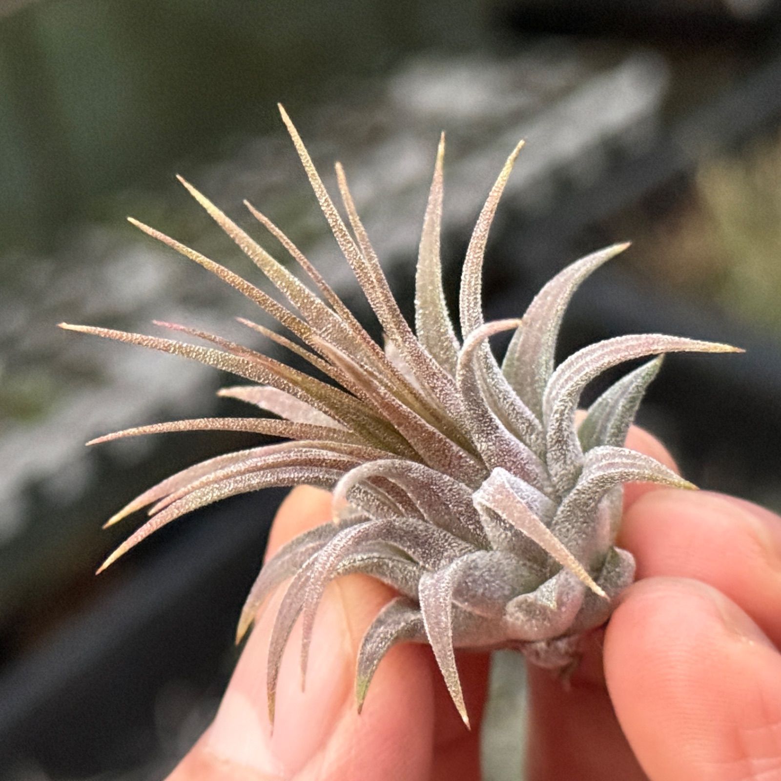 チランジア イオナンタ ハンドグレネード Tillandsia ionantha Hand 