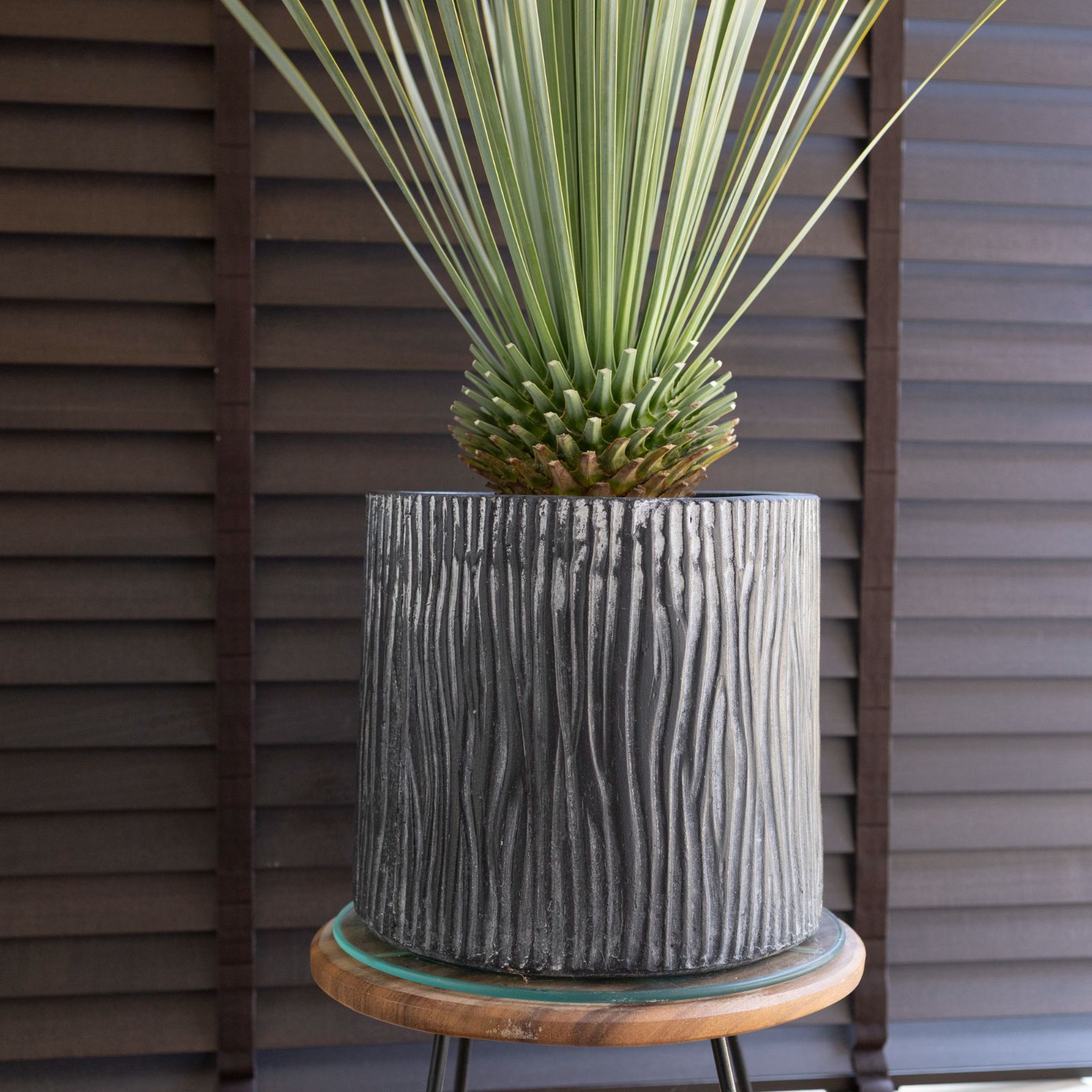 ユッカ ロストラータ Rostrata 8号 陶器鉢 観葉植物 ドライ