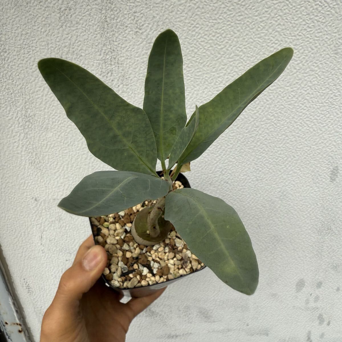 ウ*6様 K2 実生 Adenia pechuelii アデニア ペチュエリー