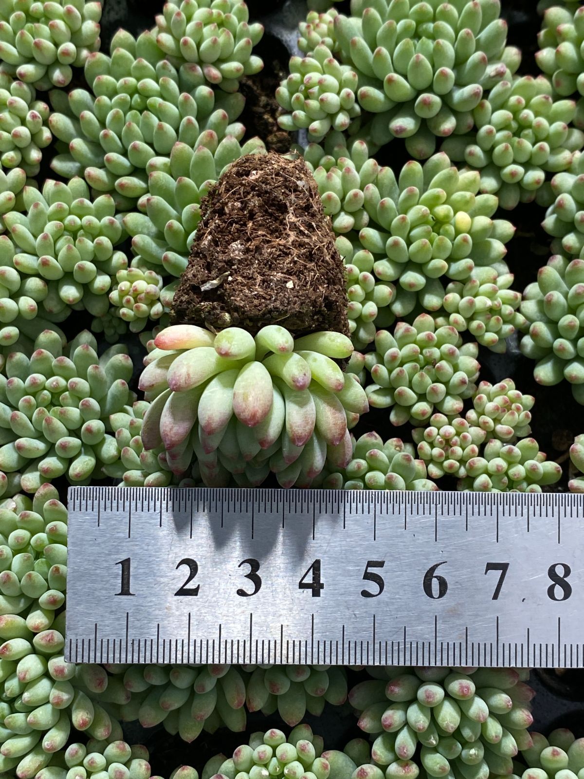 新入荷 花火 ZM313×105苗 土付き 多肉植物 詰め合わせ エケベリア サボテン 韓国苗 YUZUMIYA_COM