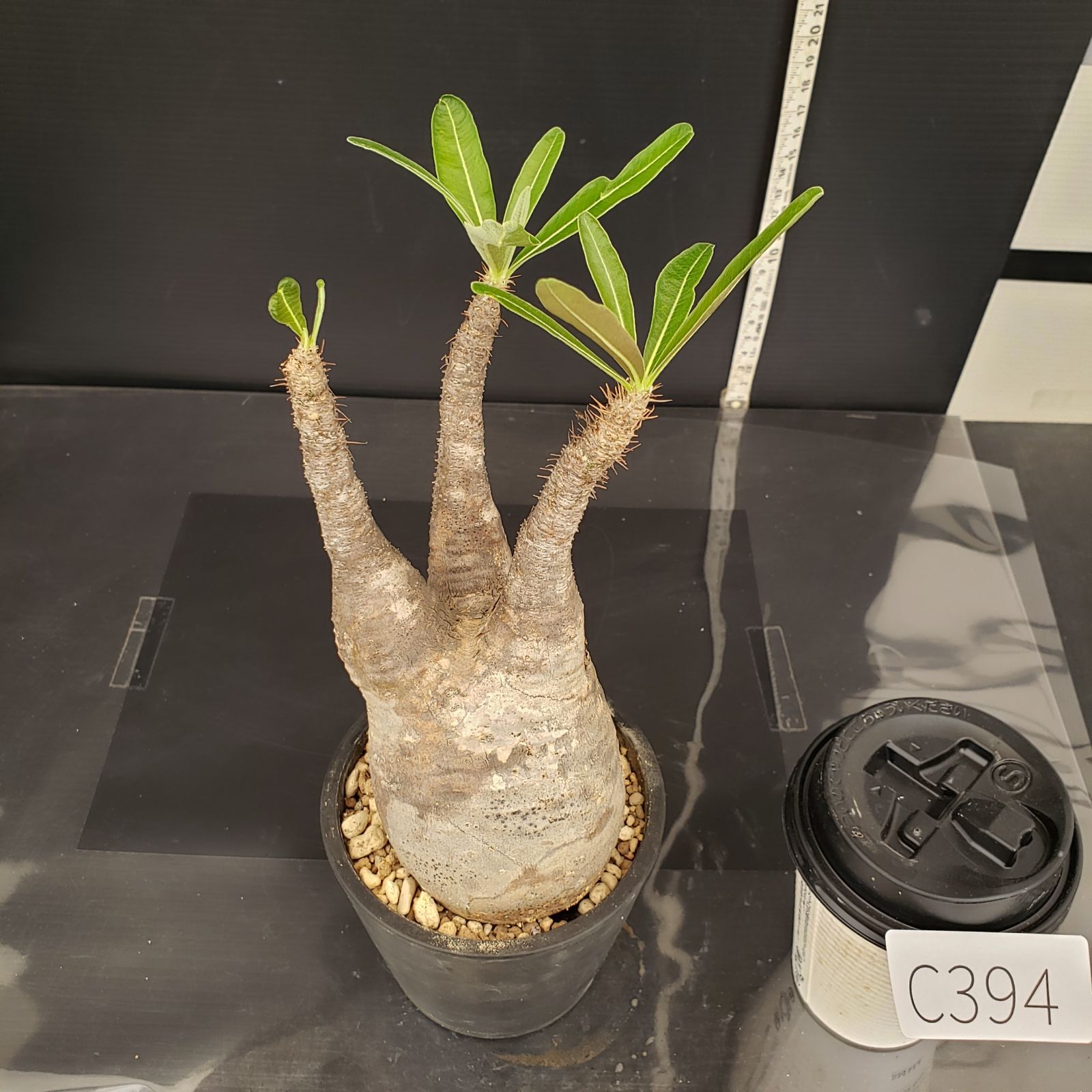 S503【自社養生株】パキポディウム グラキリス（発根株・現地球