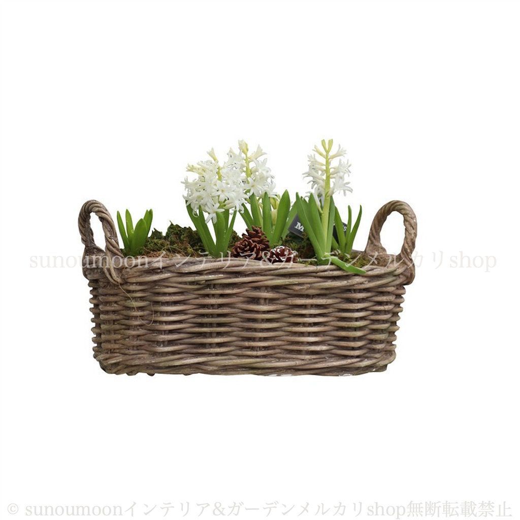 鉢植え 寄せ植え