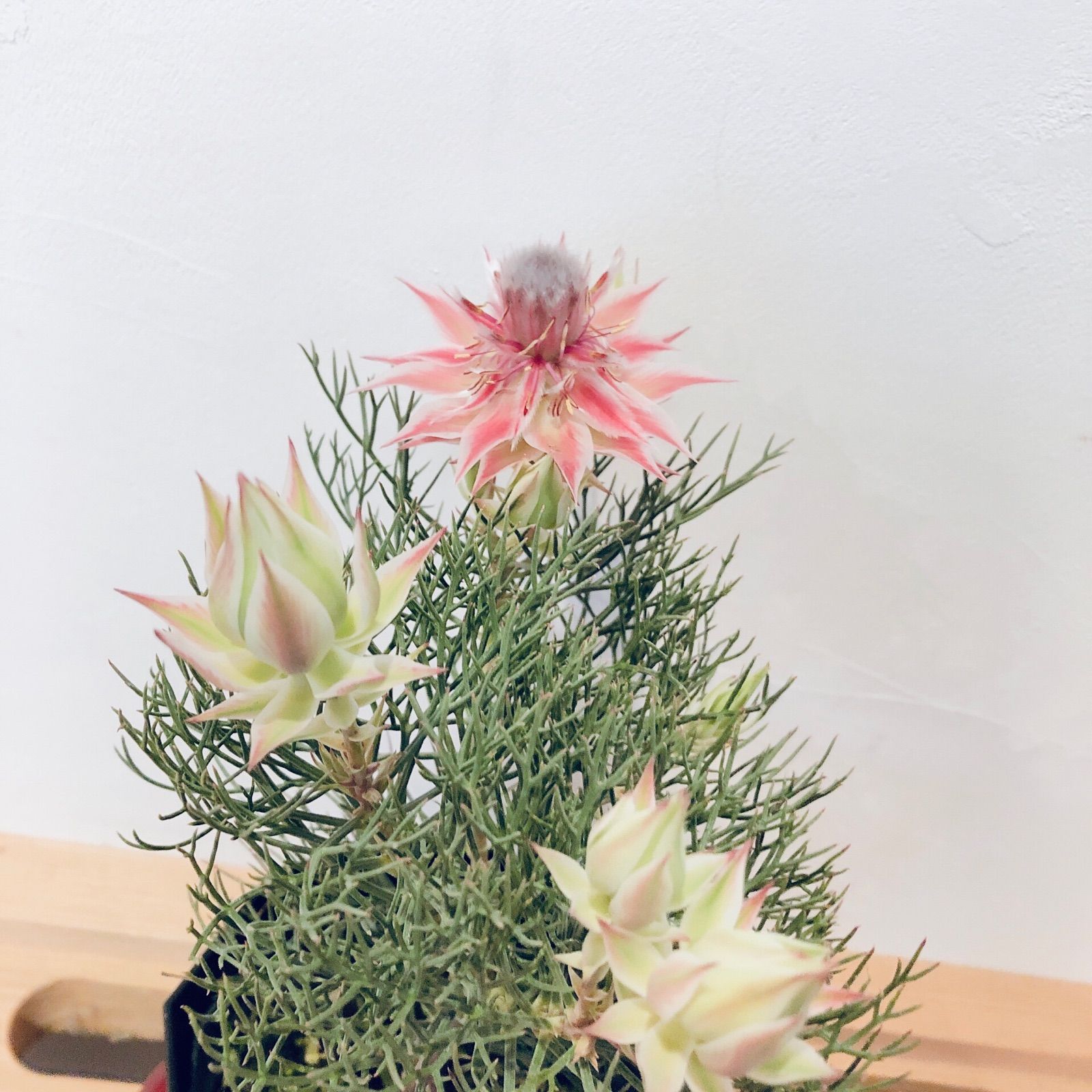 セルリア プリティピンク ドライフラワー 花のみ ものたりない