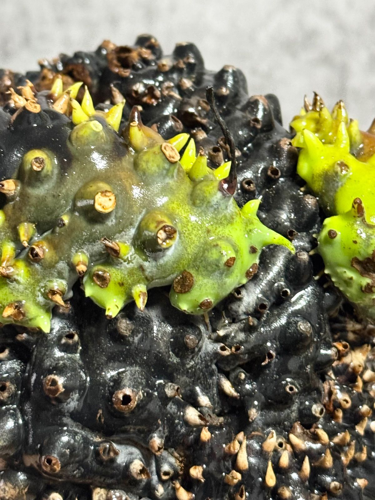 レカノプテリス バルゴイ Lecanopteris balgooyi Yahoo!オークション - 輸入直後 56 レカノプテリス 植物 Lecanopteris