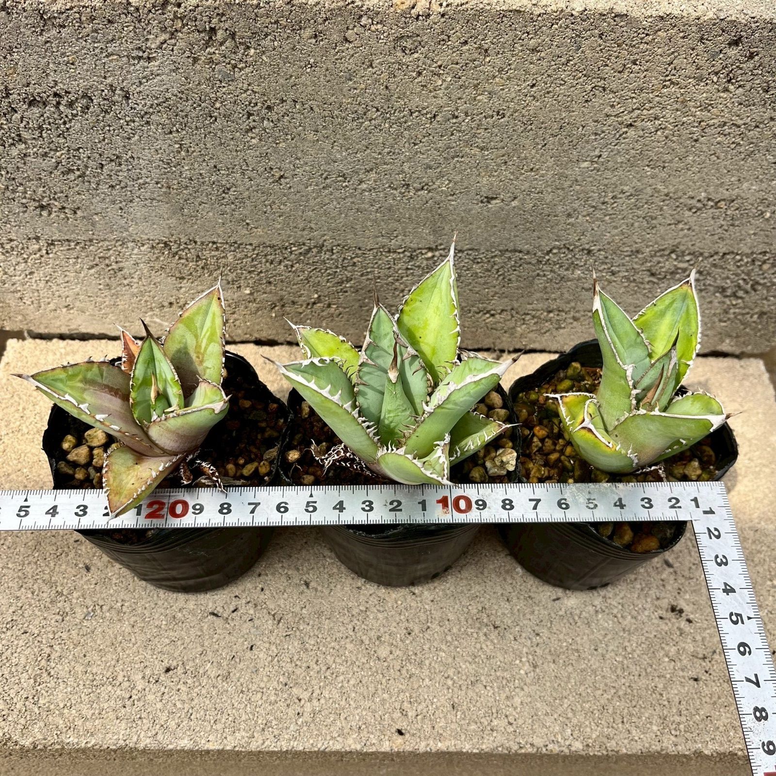 アガベ オテロイ実生 3株セット アガベオテロイ実生3株セット アガベ