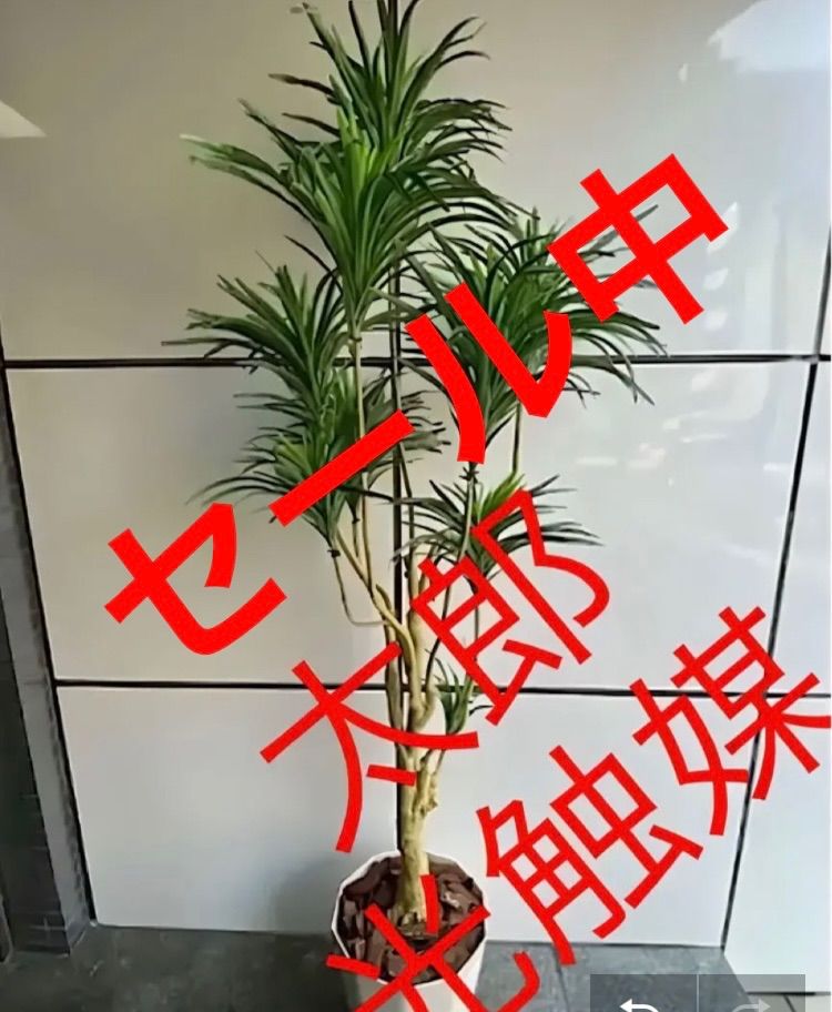 光触媒 人工観葉植物 ウォールグリーン フェイクグリーン ユッカ