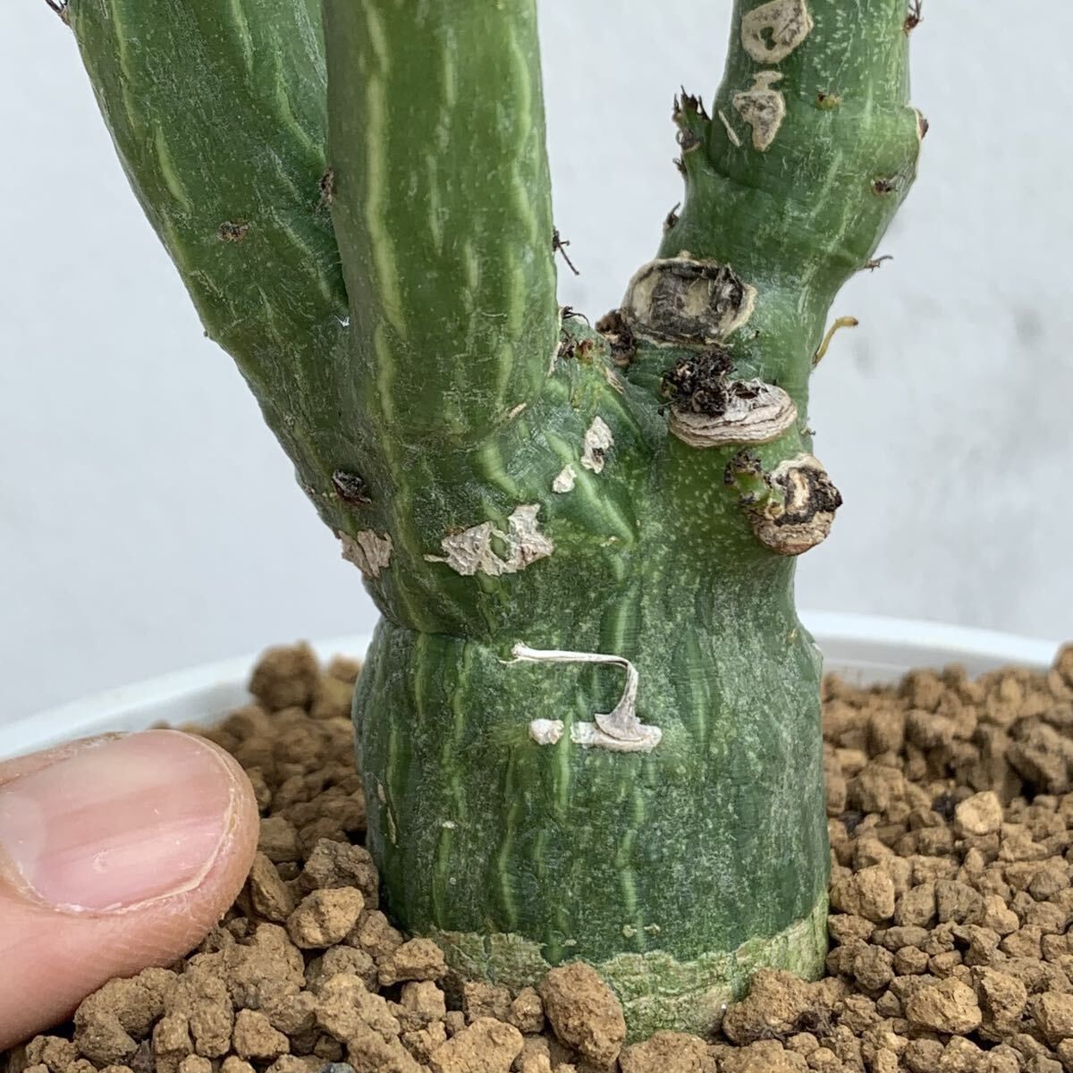 手作植木鉢 Mサイズ 検（ 塊根植物 グラキリス パキプス アガベ) 手作