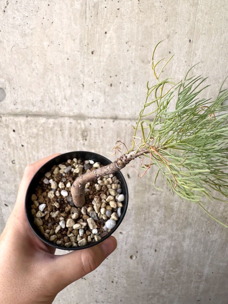 中型 塊根植物 黒鉢 コミフォラ クラウセリアナ CATEGORY コミフォラ