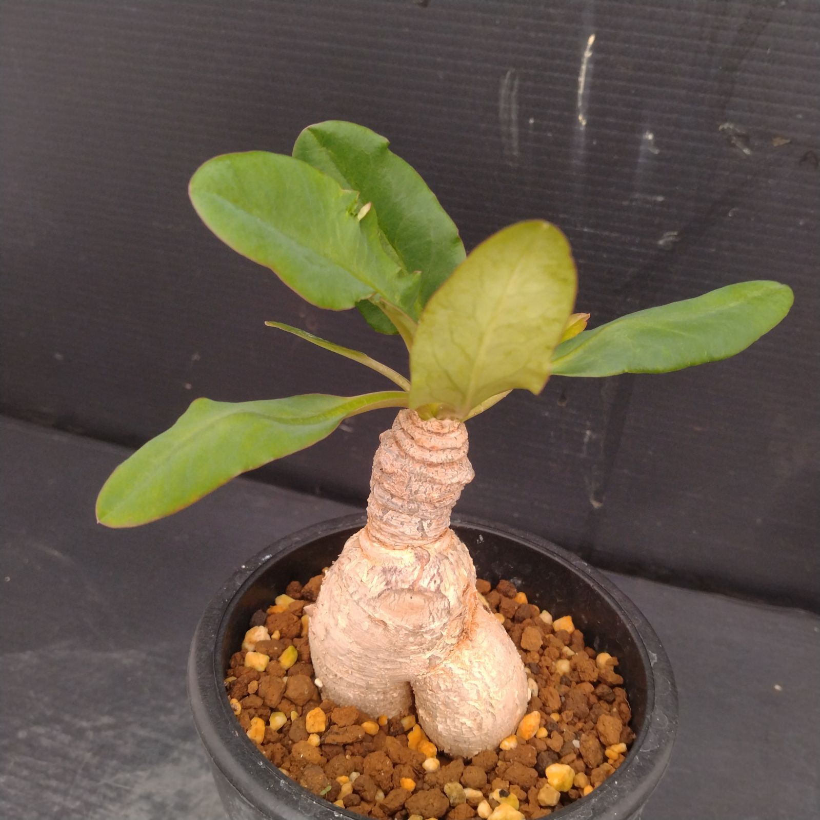 E577【自社養生株】ユーフォルビア モラティー（現地球・発根株