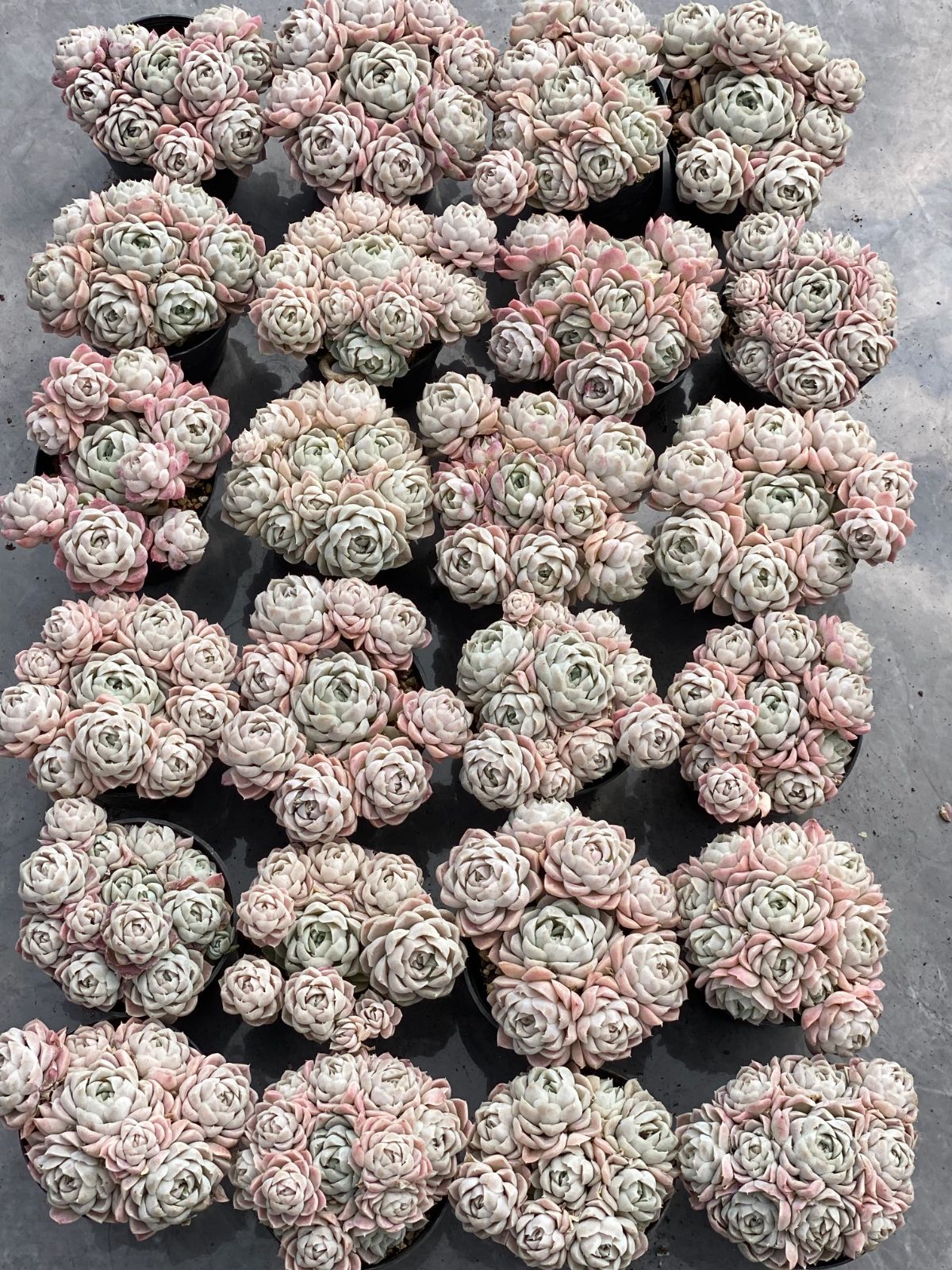 抜き苗 シロツキカゲ DP527×21株 ふっくら 多肉植物 エケベリア